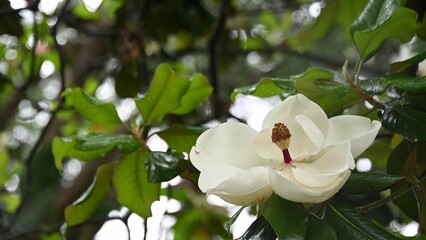 Magnolia grandiflora flower, isolated against a background of vibrant green foliage