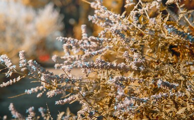 Closeup of a blooming tree in a garden during the golden hour