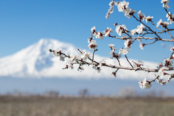 Snow-capped mountain and branch of a blossoming tree. Clear blue sky. Spring background. Focused on blossom tree branch