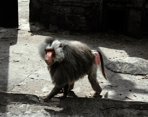 
baboon in the zoo