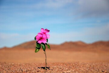 Closeup of blooming small pink flower in desert landscape