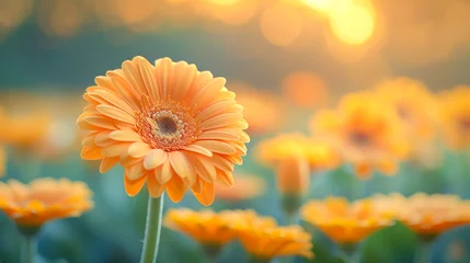 Poster Spring flower composition with close up yellow gerbera on blurred flower garden background with bokeh and sunny light. Springtime. Natural blossoming holiday background. Copy space © KRISTINA KUPTSEVICH