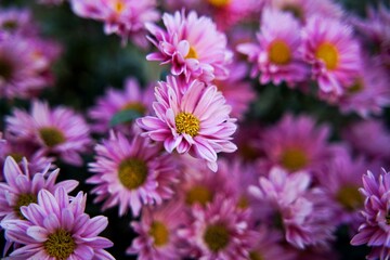 Obraz premium Vibrant pink flowers in the garden