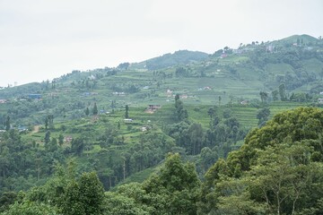 Fototapeta na wymiar Scenic view of a green hillside with tall lush green trees, in Nepal