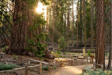 Scenic sunrise scene of a peaceful forest landscape of sequoias at Mariposa Grove, Yosemite Park