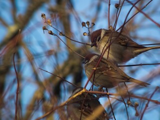 Common sparrows perched on a barren winter tree branch silhouetted against a clear blue sky