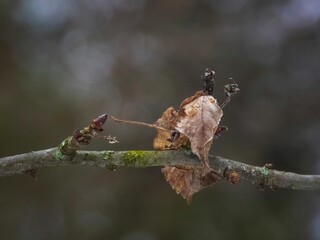Wilting leaves perched on a barren tree branch.