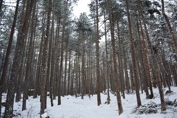 Winter in the forest