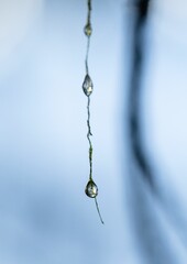 Closeup of  Frozen waterdrops on moss with a blurry background