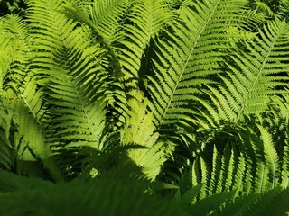 Bloomed green ferns illuminated by the sun's warm rays, basking in the natural light