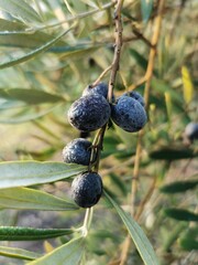 Vibrant image of a tree branch, laden with clusters of ripe olives