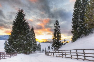 Wooden fence near the fir forest trees in the winter landscape at sunset