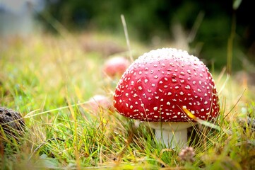 Beautiful close-up shot of a red spotted mushroom growing in a vibrant green field of lush grass