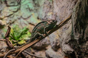 lizard on the tree in Moscow aquarium center
