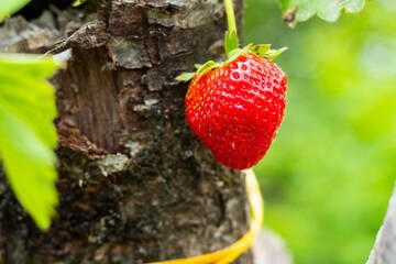Closeup of a ripe, red strawberry hanging from a lush green shrub