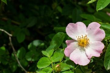 Closeup of narcissus anemone on a green meadow
