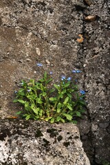 Bunch of forget-me-nots growing on a rocky surface.