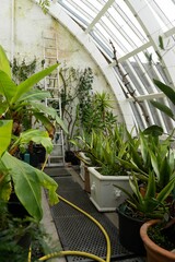 Greenhouse filled with various plants and vegetation.
