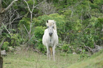 White horse on green grass. White horse is eating green grass behind the bush