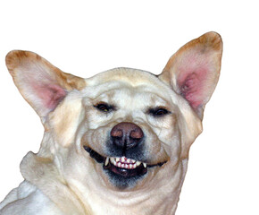Laughing dog. White labrador retriever lies on its back and smiles. Head of white dog close-up. Funny pet photo on transparent background.