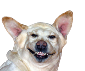 Laughing dog. White labrador retriever lies on its back and smiles. Head of white dog close-up. Funny pet photo on transparent background.