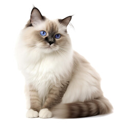 Ragdoll cat close up portrait isolated on white transparent. Cute pet, descendant of the african serval, loyal friend, good companion