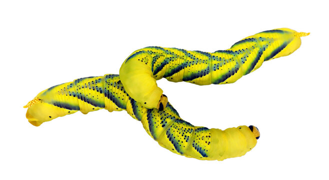 Caterpillar larvae of butterfly moth dead head Acherontia atropos isolated on transparent close up macro, breeding insects, entomology