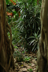 Brisbane Botanic XII