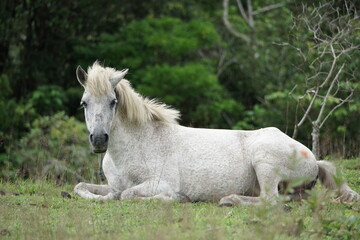 White horse on green grass. White horse is eating green grass behind the bush