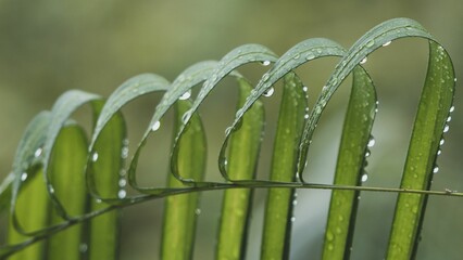 Closeup of a lush green leaf with water drops on it with a blurry background