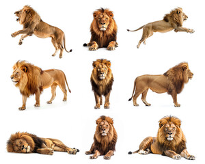 Obraz premium Collection of adult lion Isolated on white background.