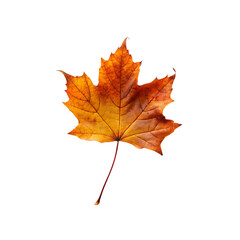 orange leaf in autumn isolated on transparent background