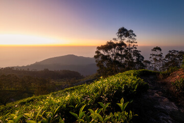 Beautiful sunrise over hills with tea plantations near Haputale in Sri Lanka.. - 772282750