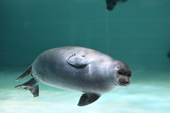 seal, animal, animals, ocean life, cold sea life, nice, underwater, sea, wild, nature, aquarium, life, zoo, water, wildlife, ocean