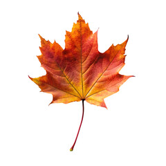 orange leaf in autumn isolated on transparent background