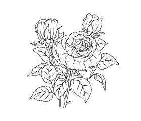 Rose flower line art. Floral black sketch outline bouquet. Rose with leaf simple botanical plant. Vector illustration for tattoo design, coloring pages for kids, wedding invitation - 772284105