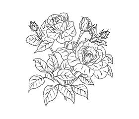 Rose flower line art. Floral black sketch outline bouquet. Rose with leaf simple botanical plant. Vector illustration for tattoo design, coloring pages for kids, wedding invitation - 772284111
