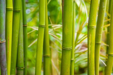 Idyllic garden with several large, vibrant green bamboo trees with the stems