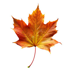 Naklejka na ściany i meble orange leaf in autumn isolated on transparent background