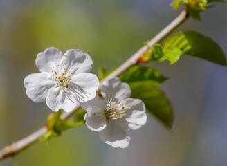 Closeup of a sweet cherry blossom in a garden with a blurry background