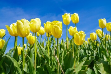 Fototapeta premium Closeup of bright yellow tulips in a garden on a sunny day