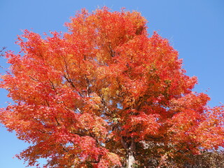 Fototapeta premium 群馬県高崎市にある榛名公園の紅葉
