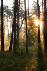 the sun shining through the trees in a forest near a field