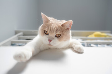 Cute indoor cat reaching paw  - 772285593