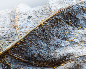 Artistic abstract macro image of fallen dry tree leaf with visible inner structure