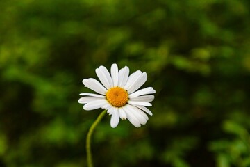 Close-up photograph of a daisy set against a lush green grass background