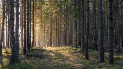 Foto op Plexiglas Scenic path winding through a forest in sunlight © Wirestock