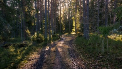 Obraz premium Scenic path winding through a forest in sunlight
