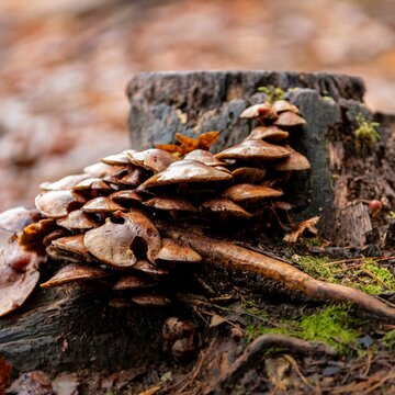 Close-up of a cluster of brown mushrooms near a mossy tree stump