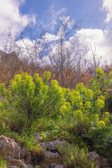 Wildflowers. Bright yellow flowers of Euphorbia characias (Mediterranean spurge or Albanian spurge)...